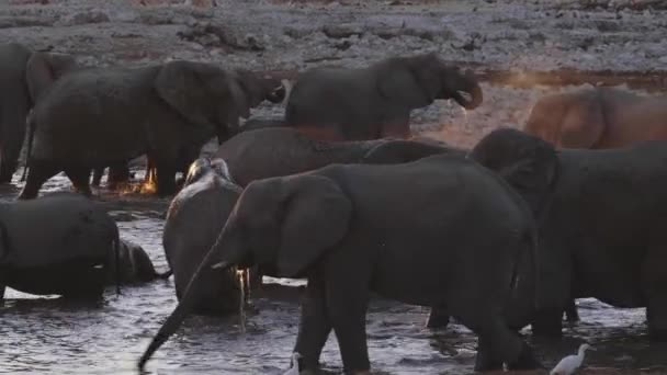 アフリカのサバンナの水飲み場でリラックスした象のグループ — ストック動画