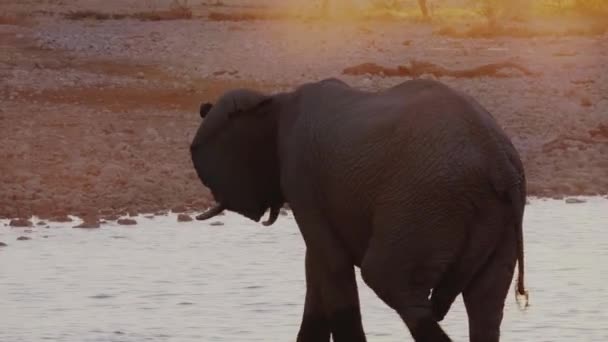 Elefante Macho Caminhando Pelo Poço Água Pôr Sol Parque Nacional — Vídeo de Stock