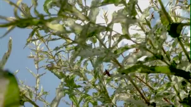 Árbol Hojas Sol Bengalas Cámara Lenta — Vídeos de Stock