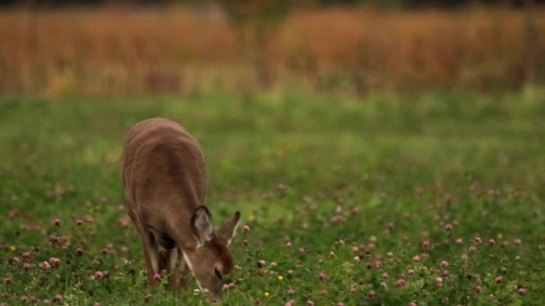 野生母鹿正在农场里吃着新鲜的草和花 夏天在加拿大拍摄 — 图库视频影像