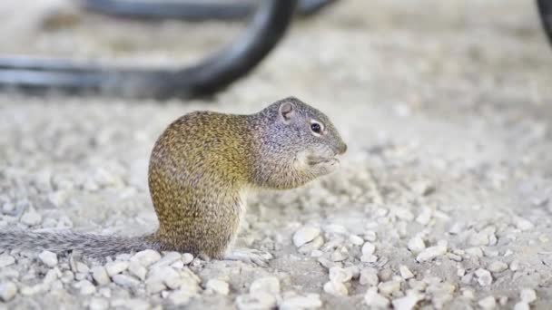 바위틈에서 먹이를 다람쥐 — 비디오