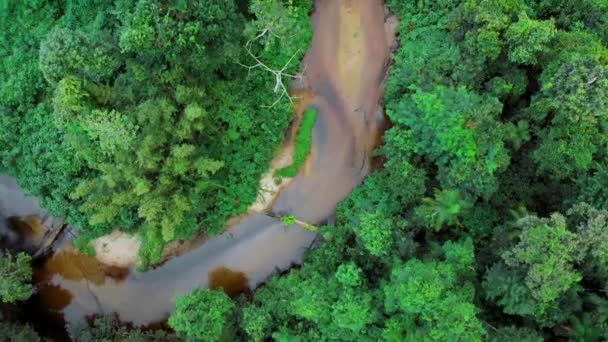 Τροπικός Ποταμός Από Ψηλά — Αρχείο Βίντεο