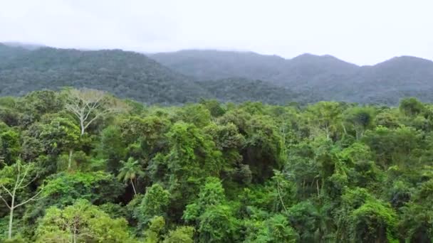 Salendo Nella Foresta Pluviale Brasiliana — Video Stock