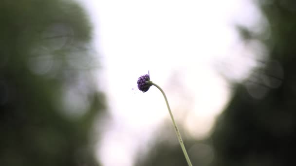 紫色花朵的美丽特写 — 图库视频影像