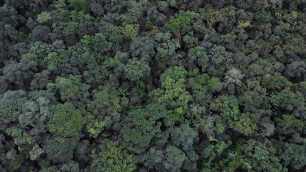 Drone Verticale Pan Boven Braziliaanse Regenwoud Een Mist Dag — Stockvideo