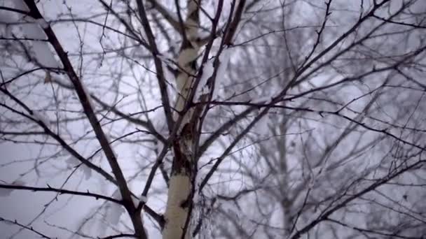 Ramos Vidoeiro Fecham Inverno Com Fundo Nevado Embaçado Profundidade Rasa — Vídeo de Stock