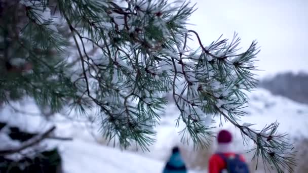 ぼんやりとした雪原の奥に ワンワンと男の子が歩いている松の木のブランチのクローズアップ — ストック動画