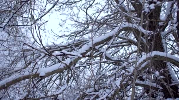 豪雪に覆われた木の枝を持つ冬の森のパノラマ背景に建物と冬の景色 — ストック動画