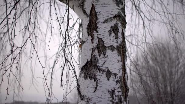 Betulla Vicino Inverno Con Sfondo Sfocato Innevato Bassa Profondità Campo — Video Stock