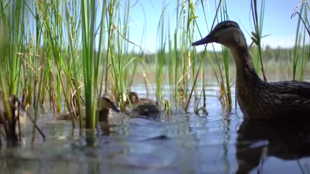 Patos Familia Nada Lago Del Bosque Con Cañas Con Fondo — Vídeos de Stock