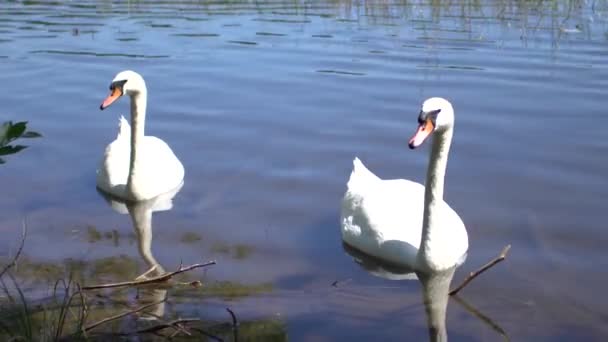 Due Cigni Nuotano Sul Lago Della Foresta Con Canne — Video Stock