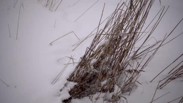 灌木从雪中伸出 露出背景上冰冷的大海和白桦林 — 图库视频影像