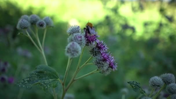 Wild Thistle Violet Flower Bee Sitting Top Flying Away Close — Stock Video