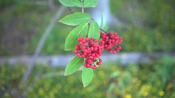 Zöld Levelekkel Vörös Erdei Bogyókkal Borított Zöld Sárga Virágok Háttérben — Stock videók