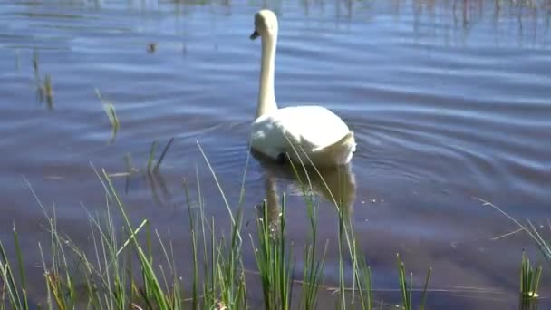 Cigno Che Nuota Sul Lago Della Foresta Con Canne — Video Stock