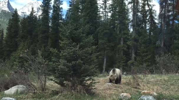 Grizzly Bear Searching Grubs Alberta Canada May 2016 — Stock Video