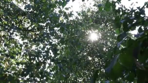 Elle Çekilen Fotoğraf Ağaçların Arasından Bakarken Güneş Yanıp Sönerken Parlarken — Stok video
