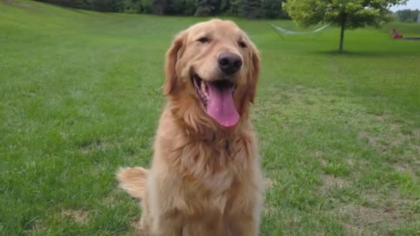 Golden Retriever Dog Κάθεται Στην Πίσω Αυλή Αναζητούν Ευτυχισμένος — Αρχείο Βίντεο