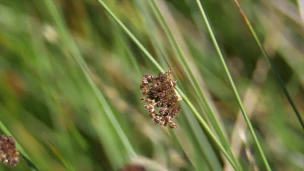 Gros Plan Herbe Soufflant Dans Vent — Video