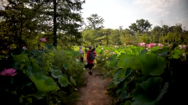 Movimento Steadicam Fotógrafos Tirando Fotos Manuseando Câmeras Entre Flores Lótus — Vídeo de Stock