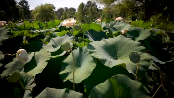 Steadicam Κίνηση Των Όμορφων Λευκών Φυτών Λωτού Φύλλα Gargantuan — Αρχείο Βίντεο