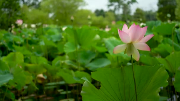 Kamera Balra Mozog Fókuszálva Egy Rózsaszín Teljesen Virágzó Lótuszvirágra Fokhagymás — Stock videók