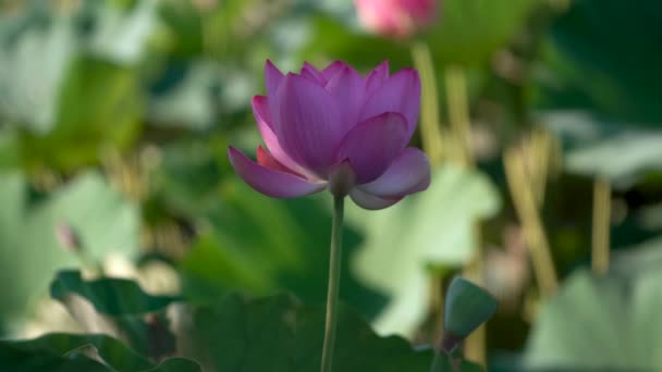 Gros Plan Fleur Lotus Rose Sur Fond Vert Foncé — Video