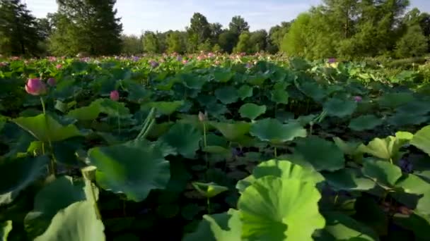 Movimento Steadicam Flores Lótus Florescendo Kenilworth Aquatic Gardens National Park — Vídeo de Stock