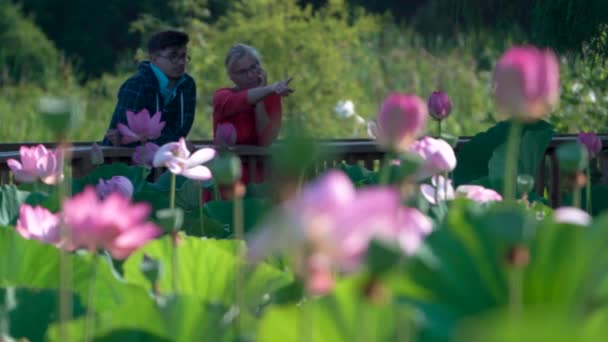 Closeup Couple Mother Son Bridge Blooming Lotus Flowers Talking Pointing — Stock Video