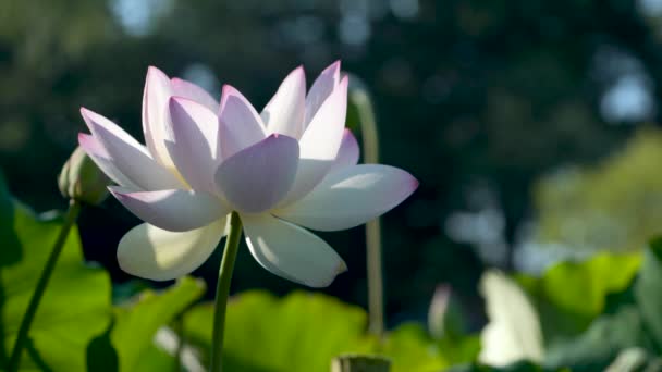 Close Van Een Volledig Bloeiende Lotusbloem Tegen Een Donkere Achtergrond — Stockvideo