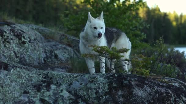 Siberische Husky Het Bos — Stockvideo