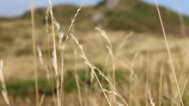 Сухой Травяной Пейзаж Ветру — стоковое видео