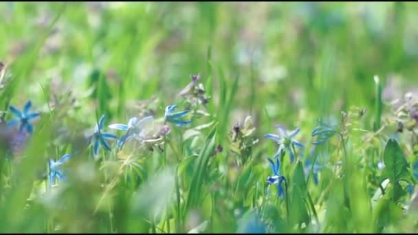 Güneşli Bahar Gününde Mavi Çiçeğe Yakın Çekim — Stok video