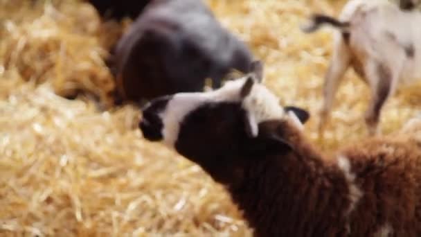 Uitzicht Geitenstreldierentuin — Stockvideo