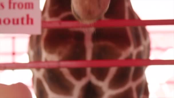 Giraffe Bij Kinderboerderij — Stockvideo