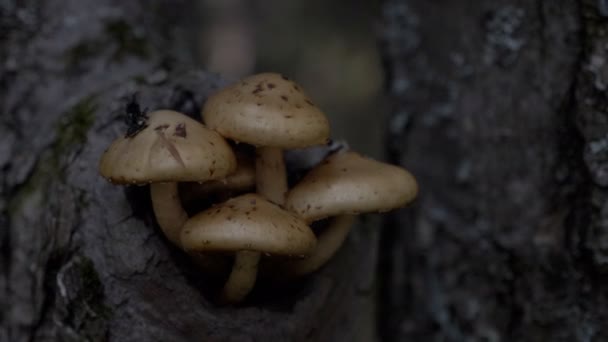 生长在森林里树上的蘑菇 — 图库视频影像