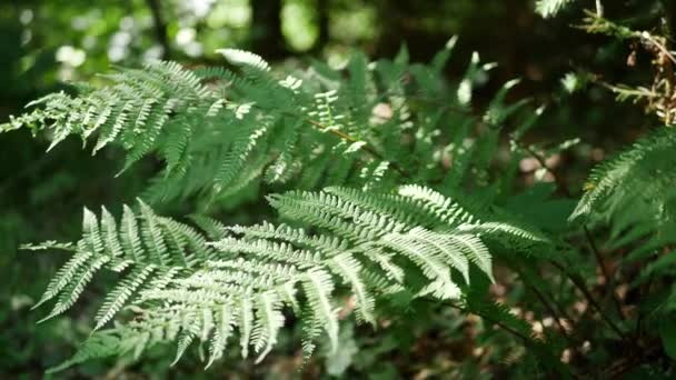 Moción Lenta Helecho Verde Bosque Con Luz Solar Durante Verano — Vídeos de Stock