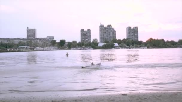 Perro Corriendo Por Río — Vídeos de Stock