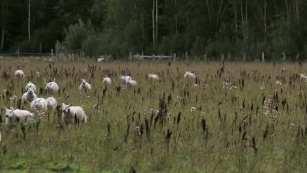 Owce Biegną Kierunku Kamery Trawiastej Łące — Wideo stockowe