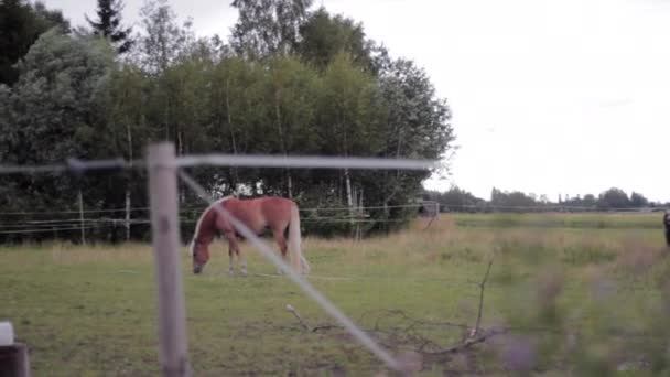 馬が畑にいて — ストック動画