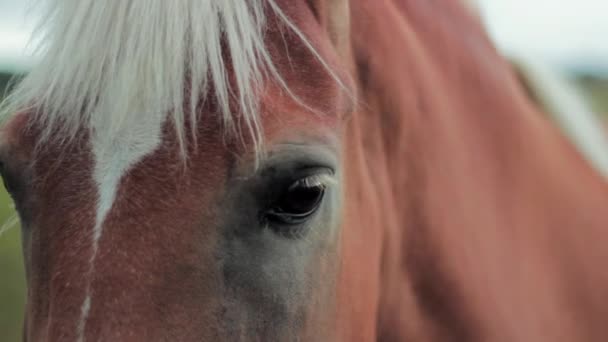 Egy ló közelsége, amint homályos háttérrel bámulja a kamerát.