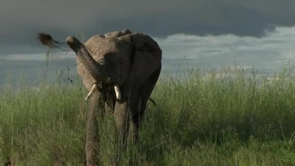Afrikansk Elefant Loxodonta Africana Leker Med Grässkock Högt Gräs Låg — Stockvideo