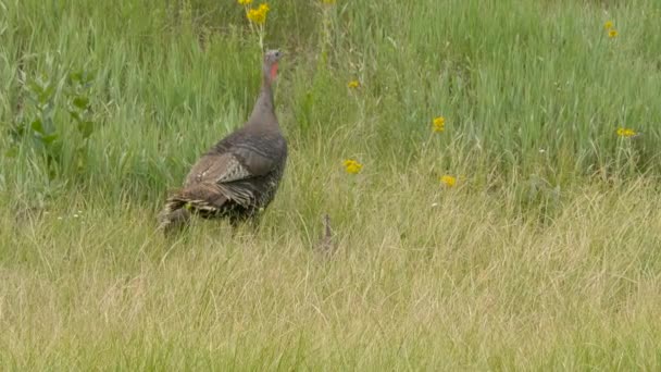 Turkey Mother Grazing Green Field Her Younglings — Stock Video