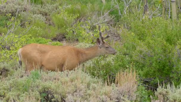 Buck Hambriento Comiendo Arbusto Luego Mira Aleja — Vídeos de Stock