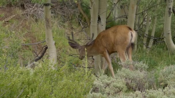 Buck Herten Grazen Struiken Naast Een Bos — Stockvideo