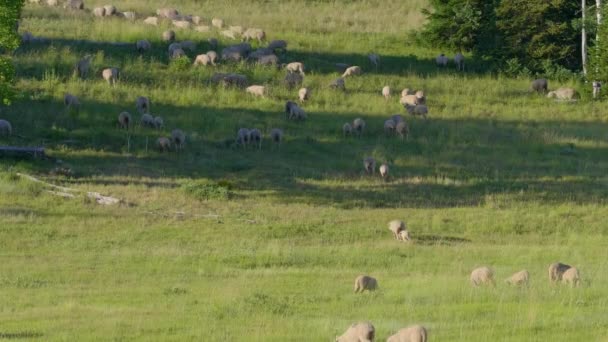 Gran Bandada Ovejas Pastando Ladera Verde — Vídeos de Stock