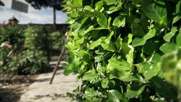 Wetsut Hangs Wooden Stand Dry Garden — Stock Video