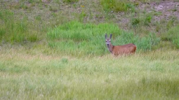 Buck Herten Hoog Winderig Gras Een Veld Bij Daglicht — Stockvideo