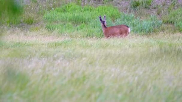 周りを見回す背の高い風の強い草の中に立つ見事なバック鹿 — ストック動画