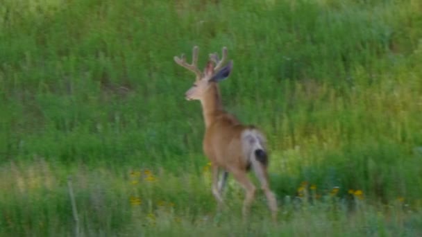 Primo Piano Giovane Bellissimo Cervo Buck Che Cammina Salta Giro — Video Stock